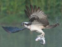 A9Birds Osprey catching fish